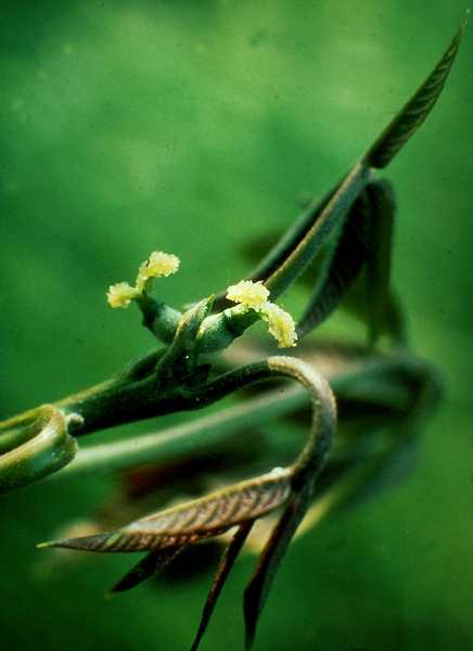 (22000)Juglans regia,fleurs femelle